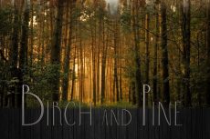 Birch & Pine